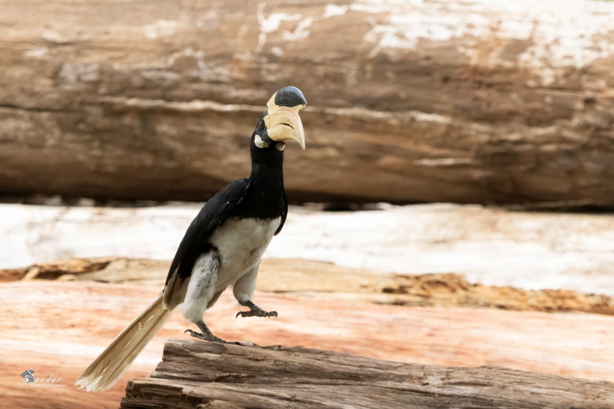 Malabar Pied-Hornbill - ML637815127