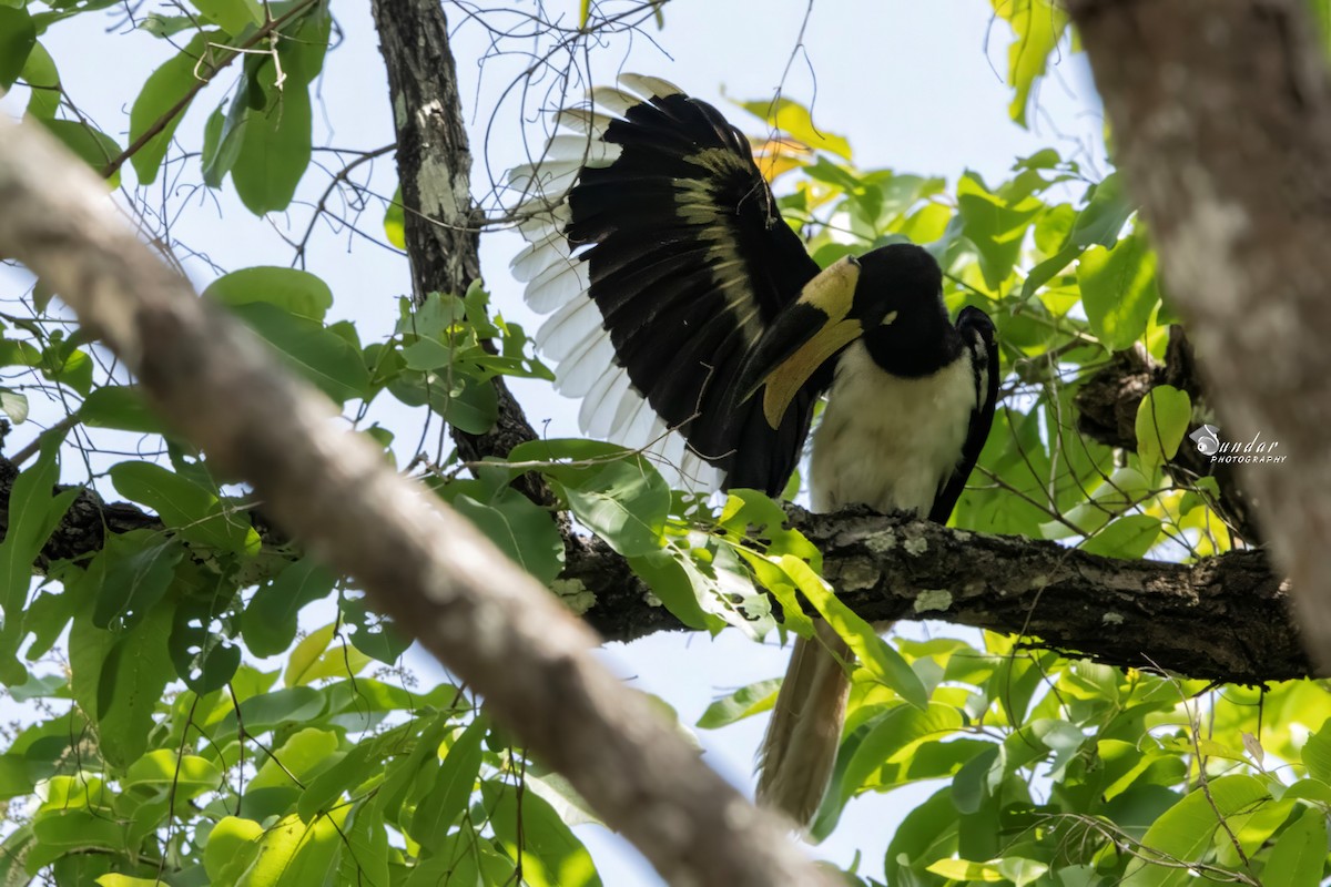 Malabar Pied-Hornbill - ML637815128