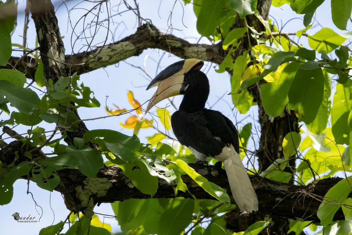 Malabar Pied-Hornbill - ML637815129