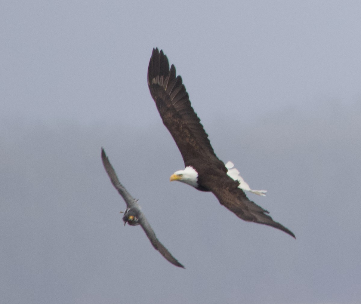 Bald Eagle - ML637815131