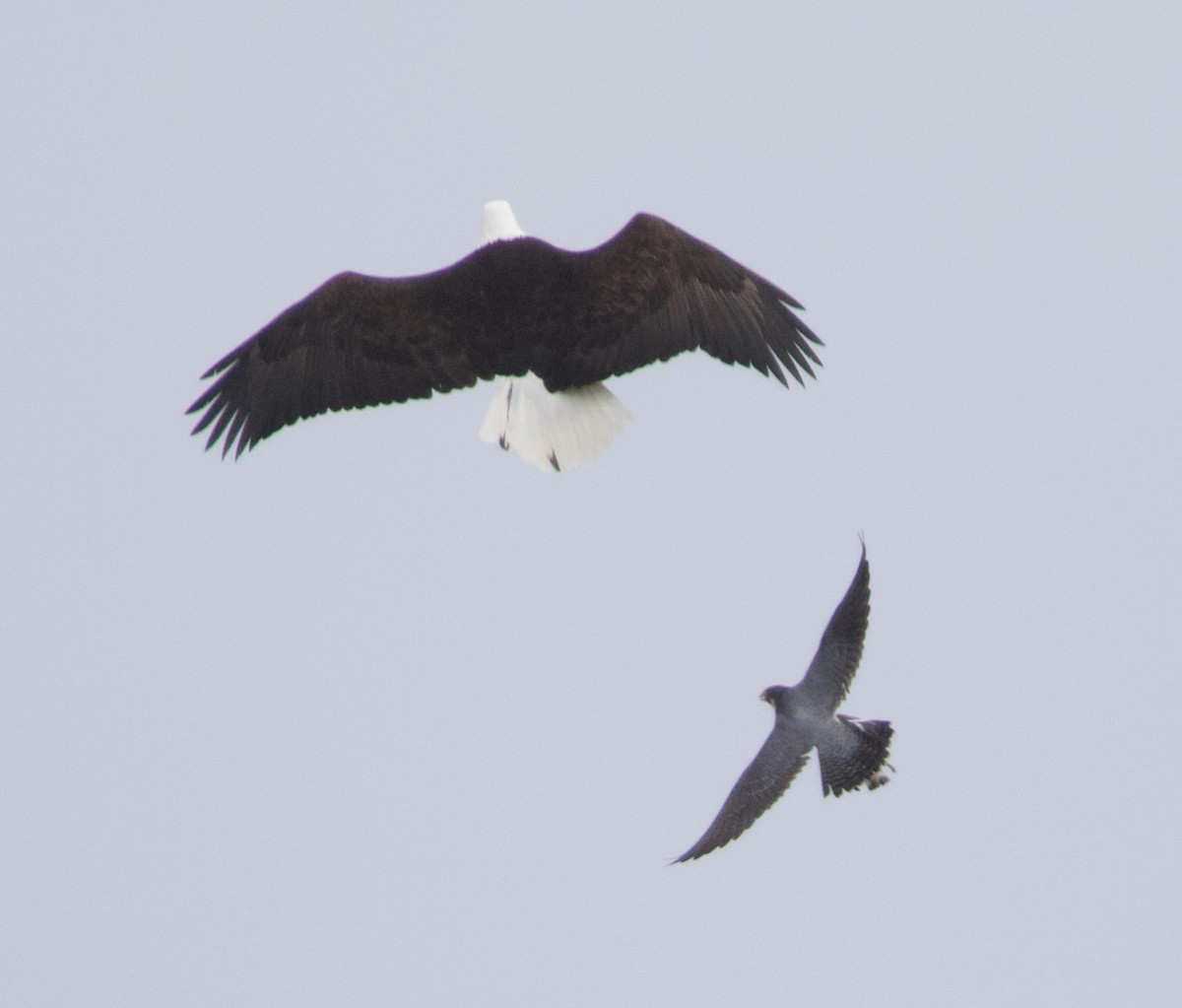 Bald Eagle - ML637815132