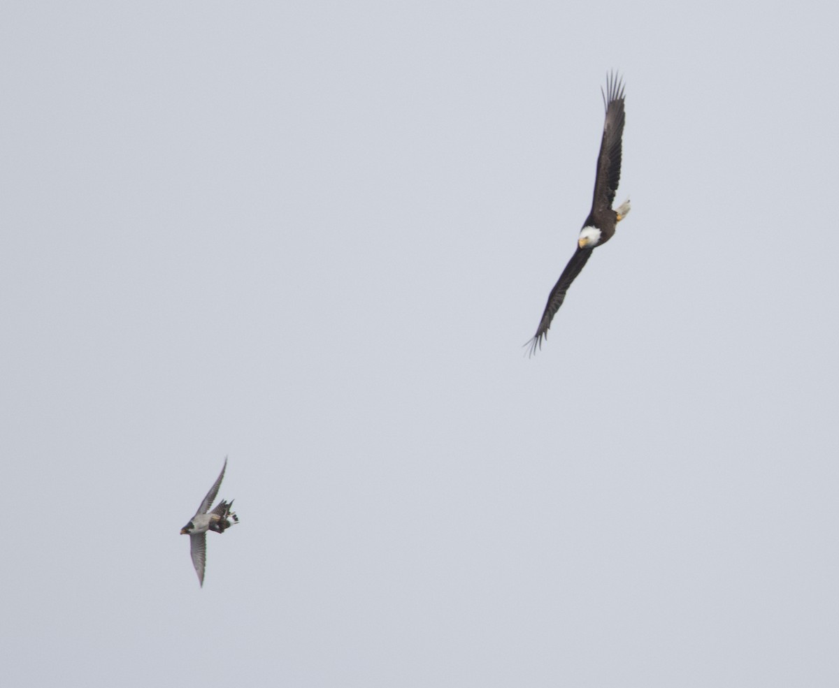 Bald Eagle - ML637815133