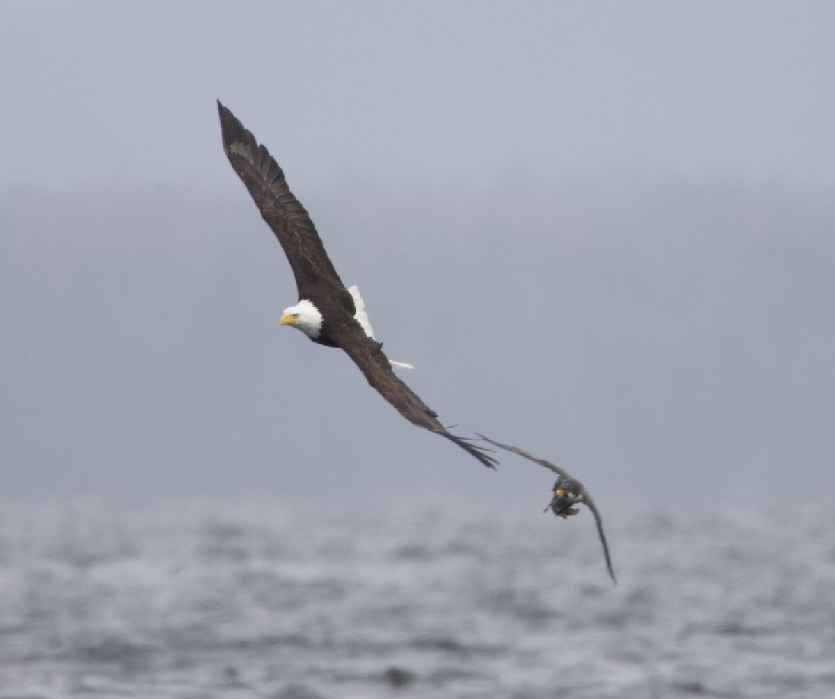 Bald Eagle - ML637815134