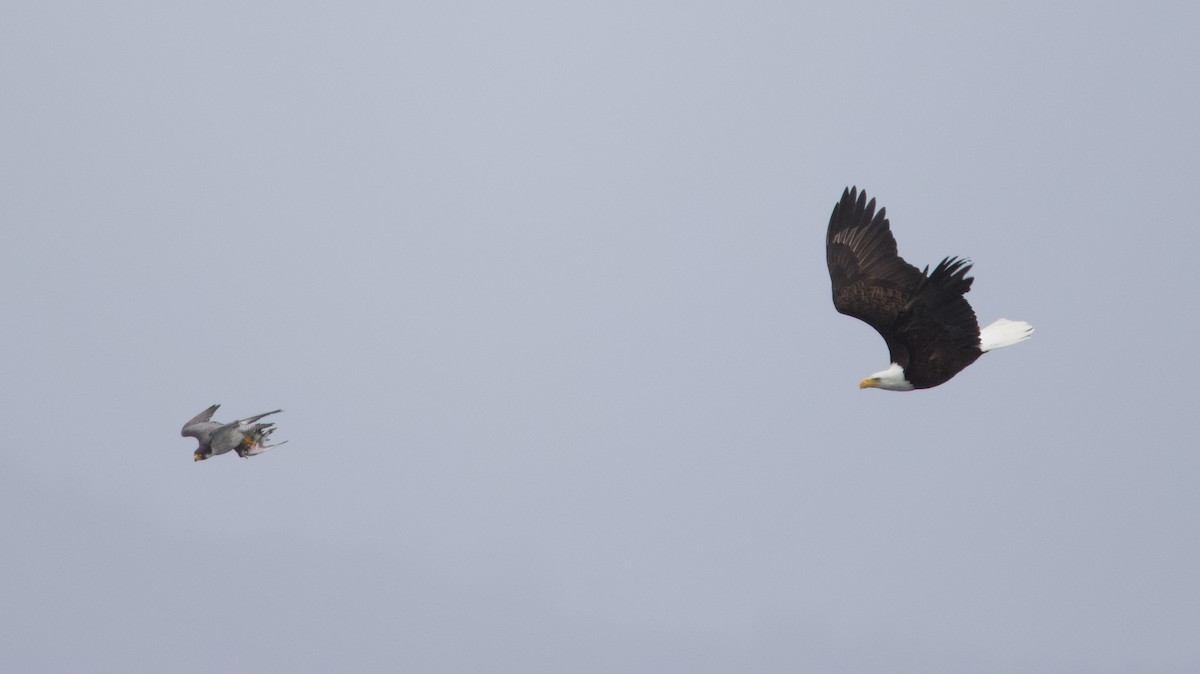 Bald Eagle - ML637815135