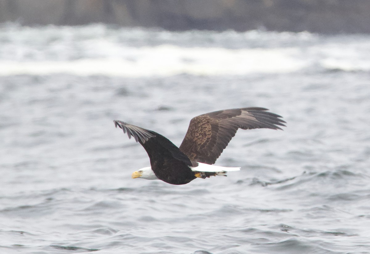 Bald Eagle - ML637815136