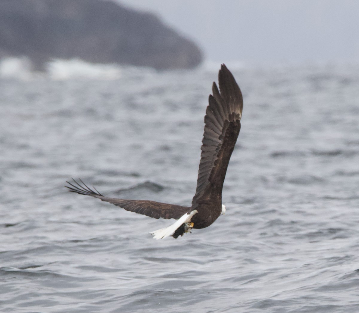 Bald Eagle - ML637815137