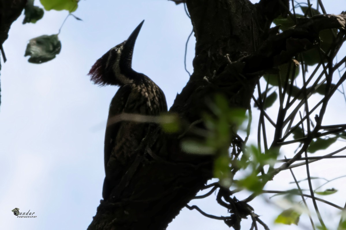 Malabar Flameback - ML637815149