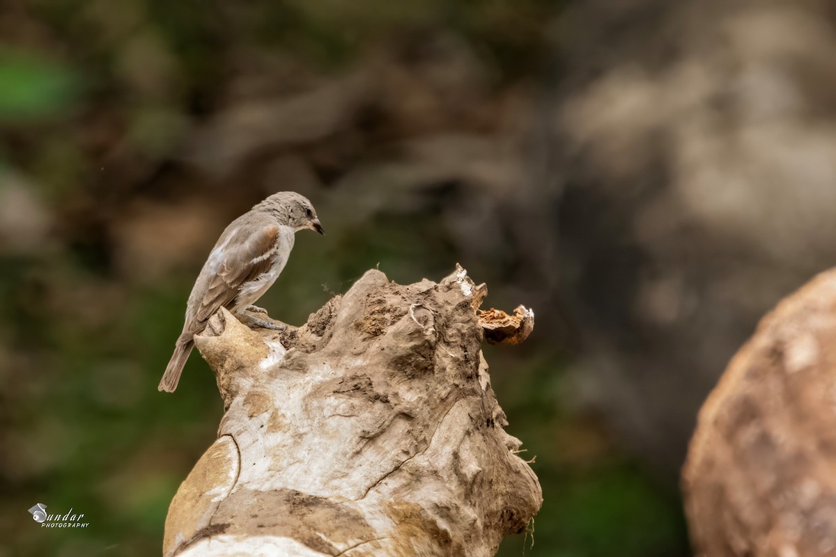 Yellow-throated Sparrow - ML637815187