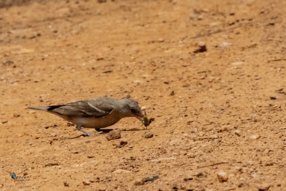 Yellow-throated Sparrow - ML637815189