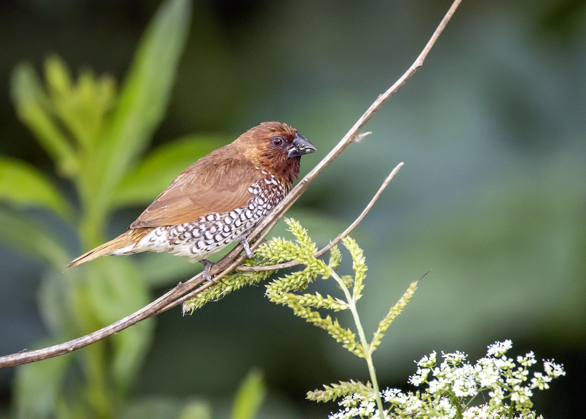Scaly-breasted Munia - ML637815223
