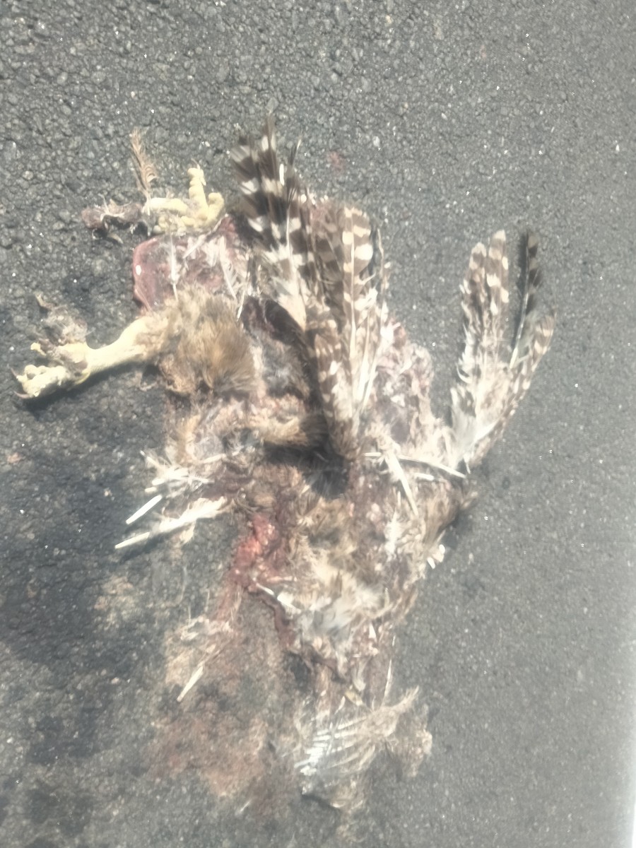 Rock Eagle-Owl - ML637815224
