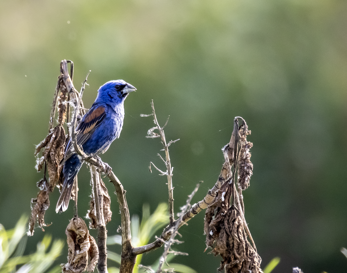 Blue Grosbeak - ML637815239
