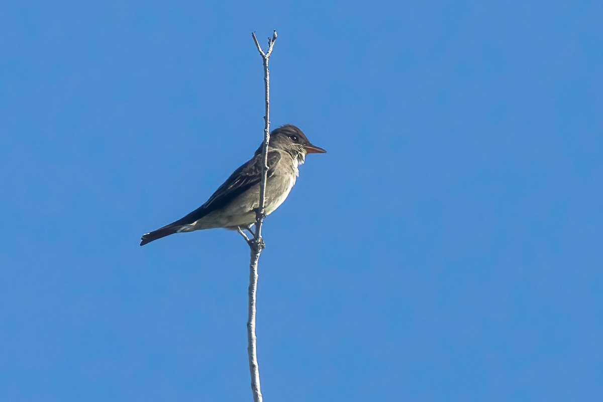 Olive-sided Flycatcher - ML637815256