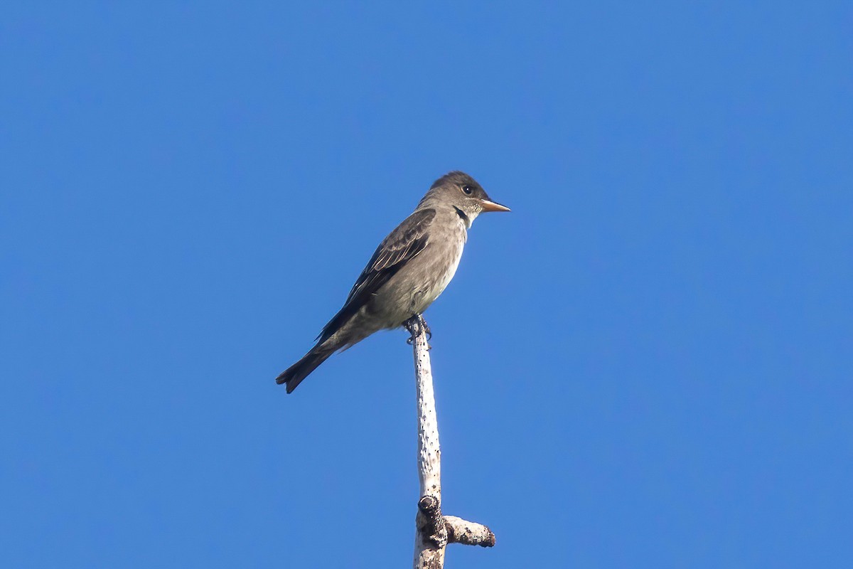 Olive-sided Flycatcher - ML637815257