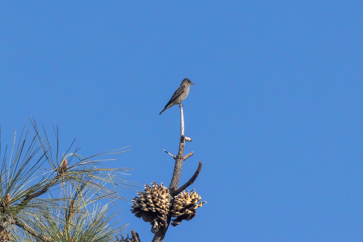 Olive-sided Flycatcher - ML637815258