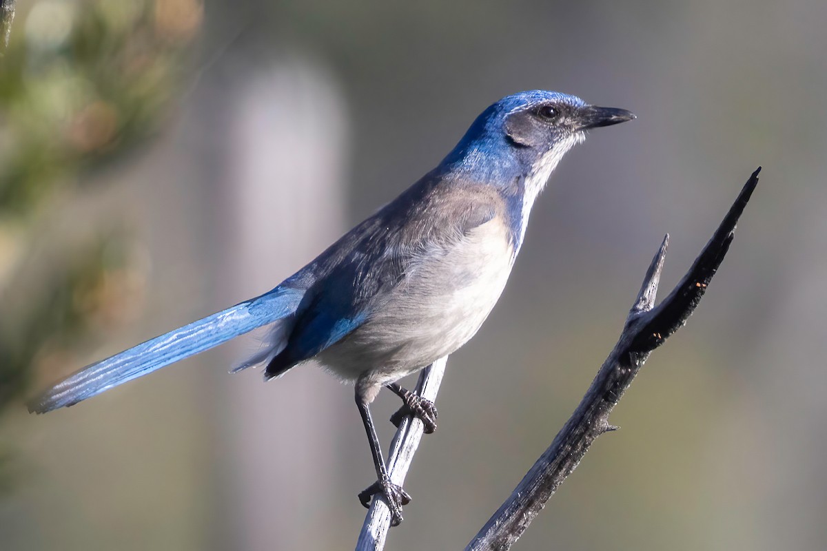 California Scrub-Jay - ML637815278
