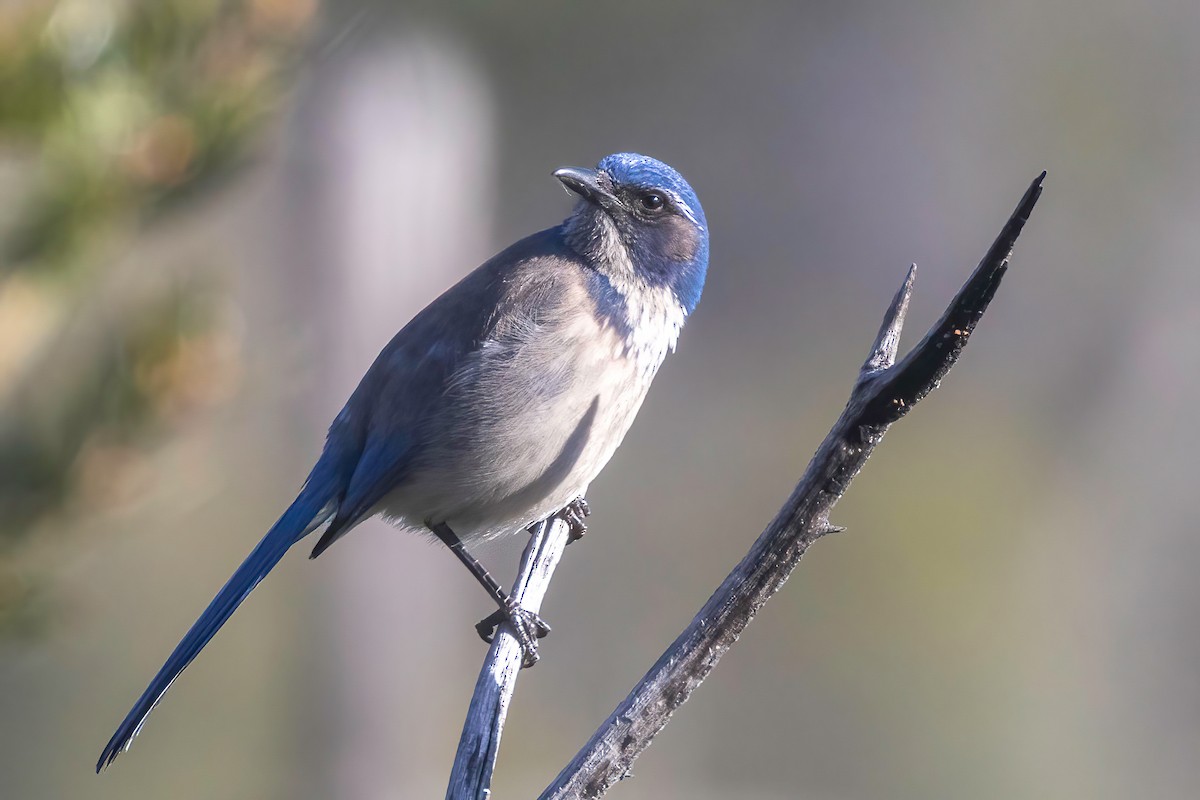 California Scrub-Jay - ML637815279