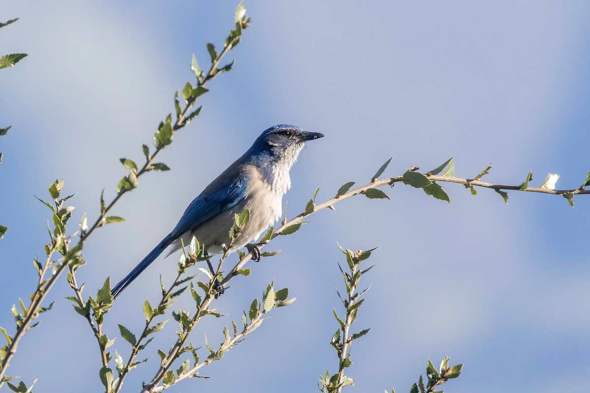California Scrub-Jay - ML637815280