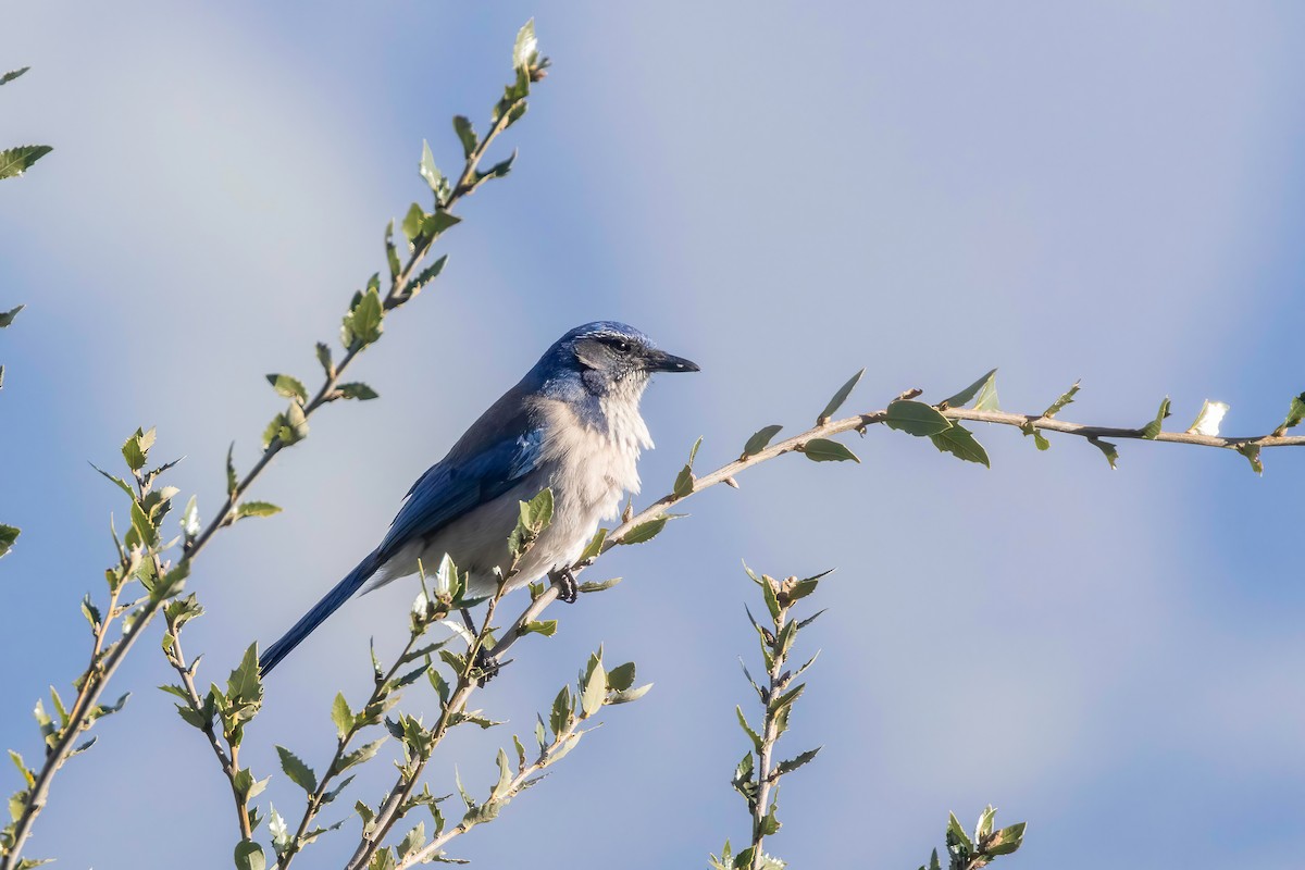 California Scrub-Jay - ML637815281