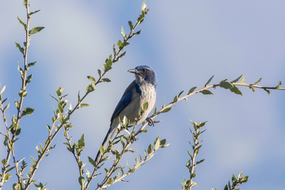 California Scrub-Jay - ML637815283