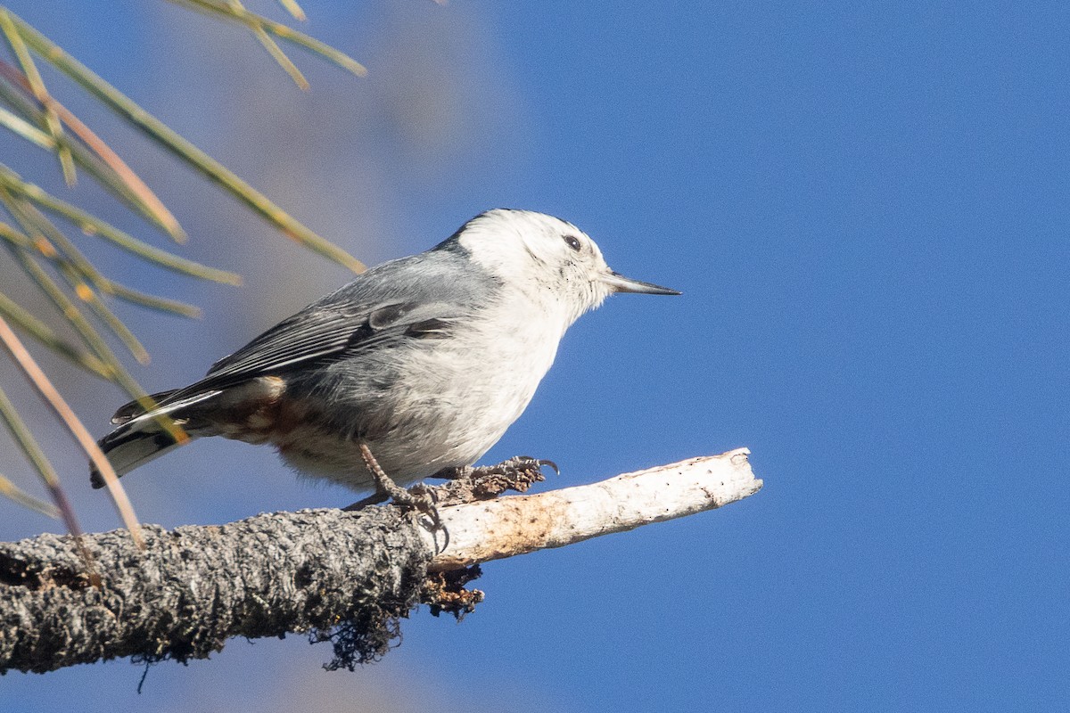 White-breasted Nuthatch - ML637815291