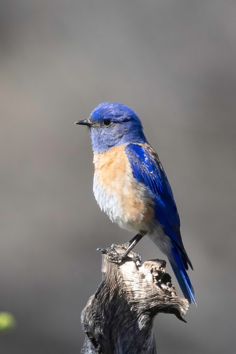 Western Bluebird - ML637815304