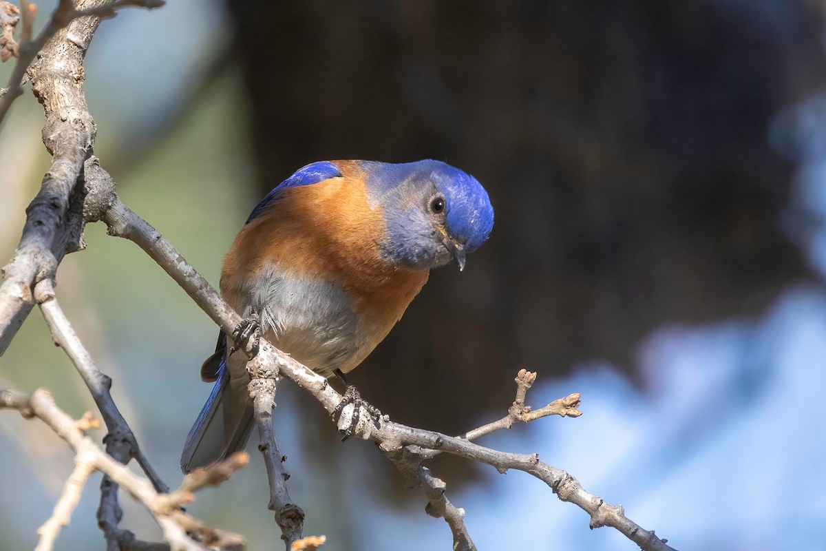 Western Bluebird - ML637815305