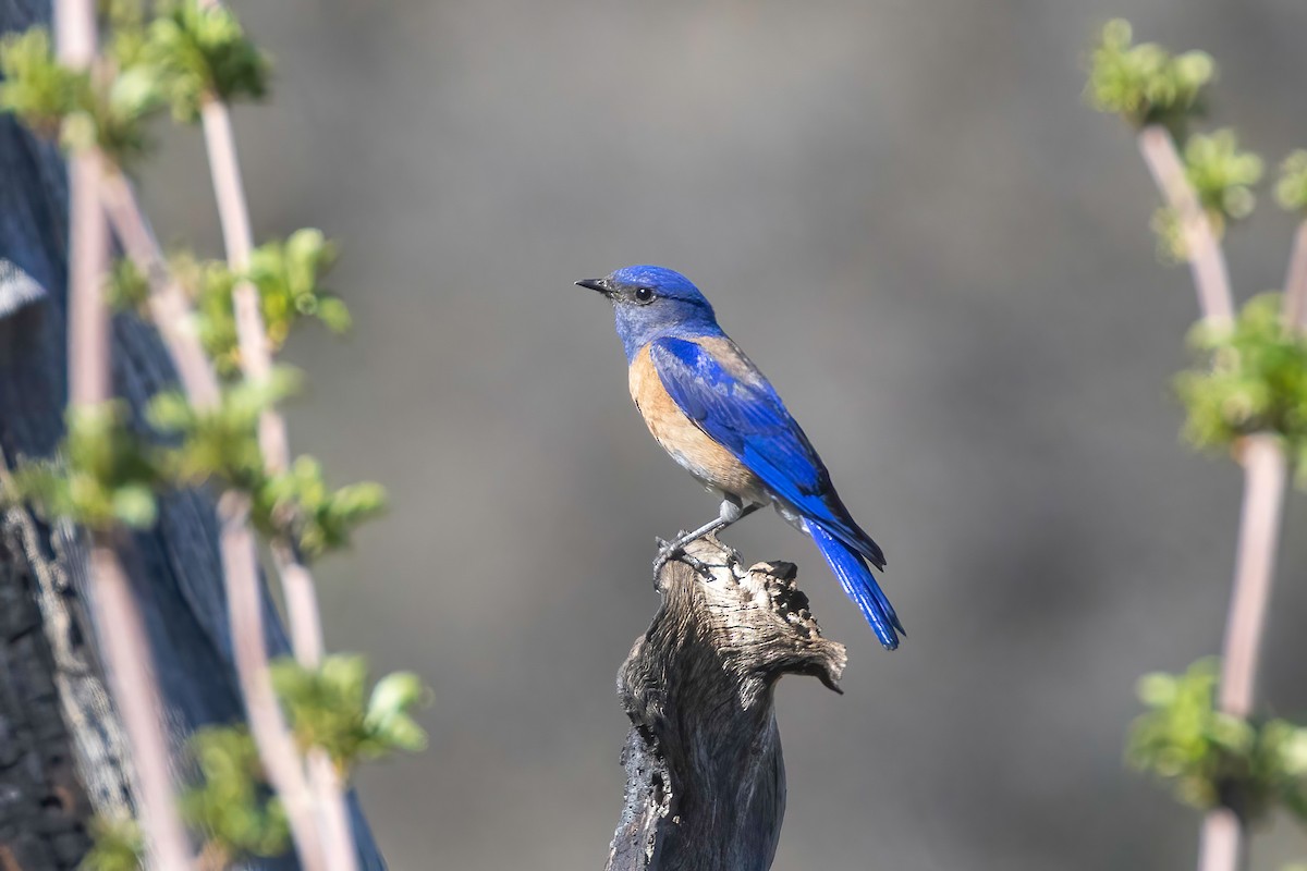 Western Bluebird - ML637815306