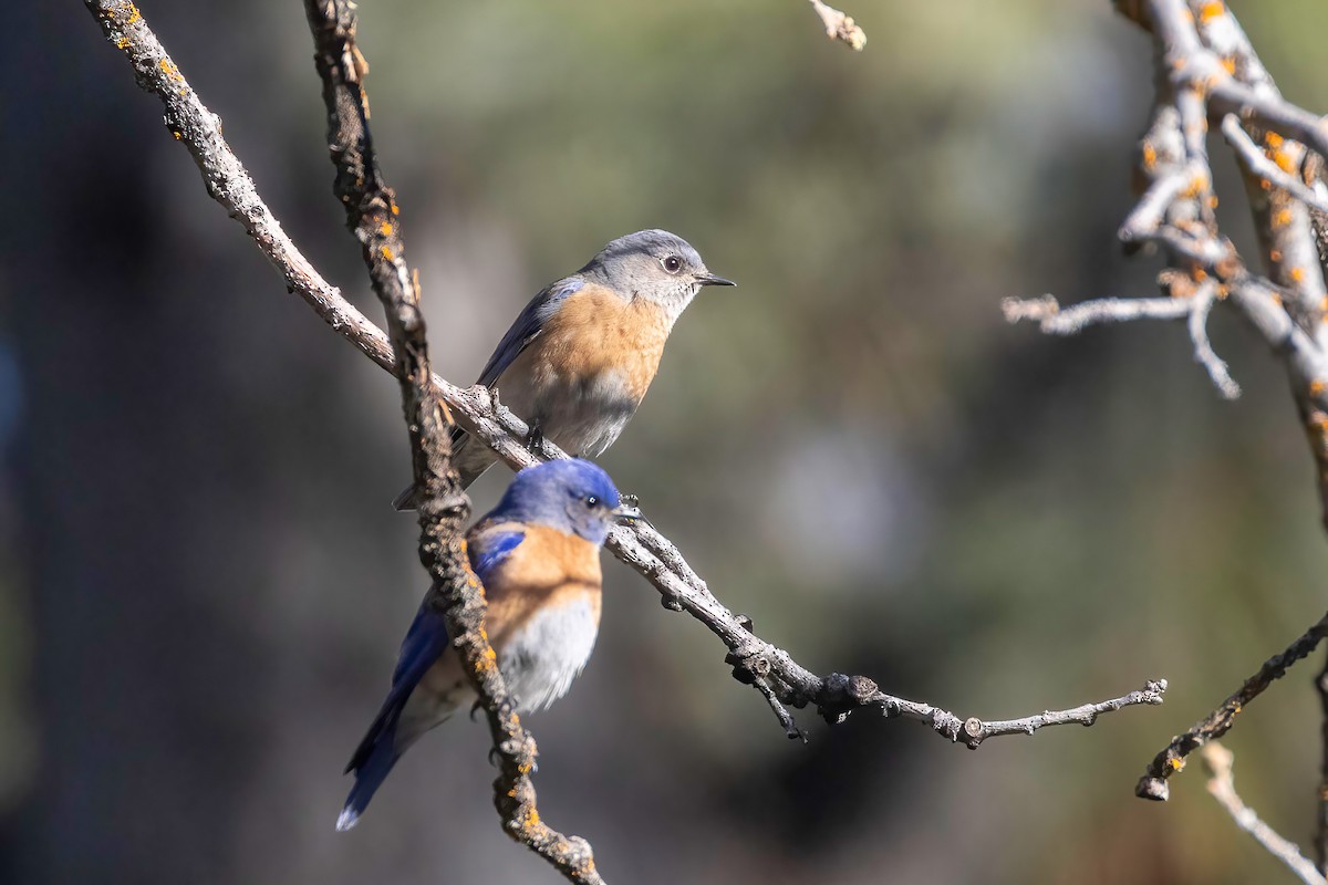 Western Bluebird - ML637815307