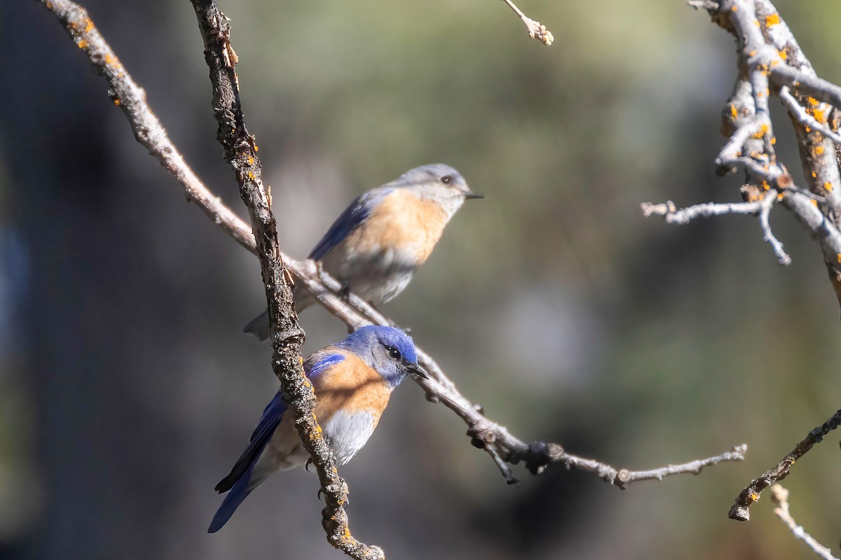 Western Bluebird - ML637815308