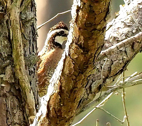 Northern Bobwhite - ML637815363