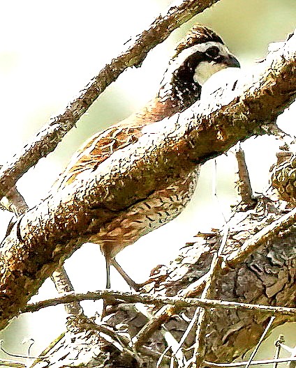 Northern Bobwhite - ML637815364