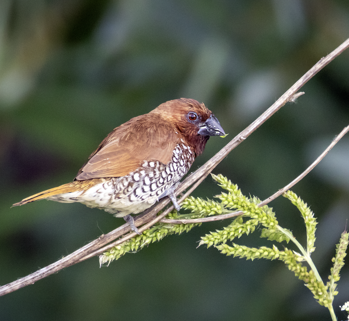 Scaly-breasted Munia - ML637815406