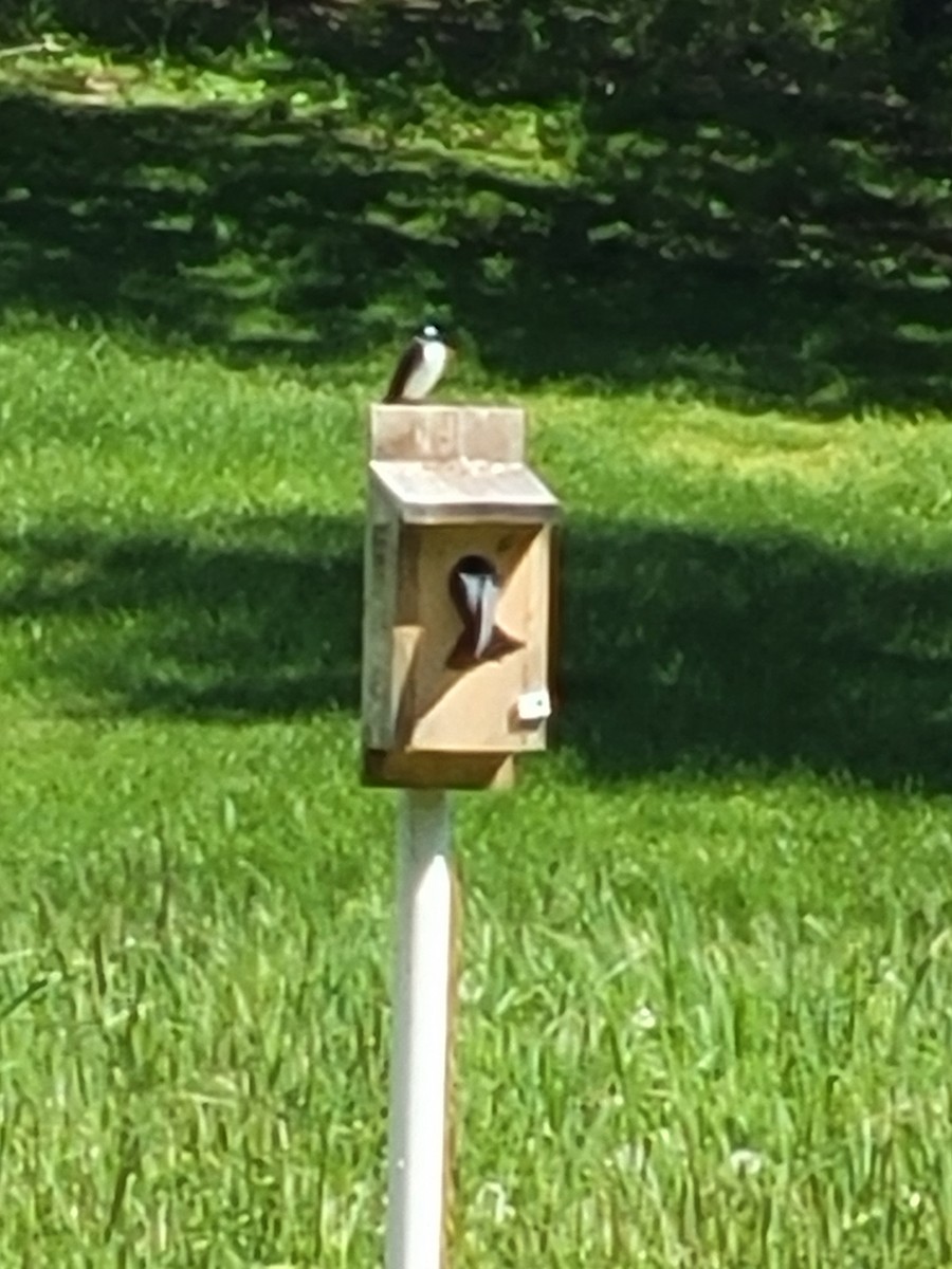 Tree Swallow - ML637815412