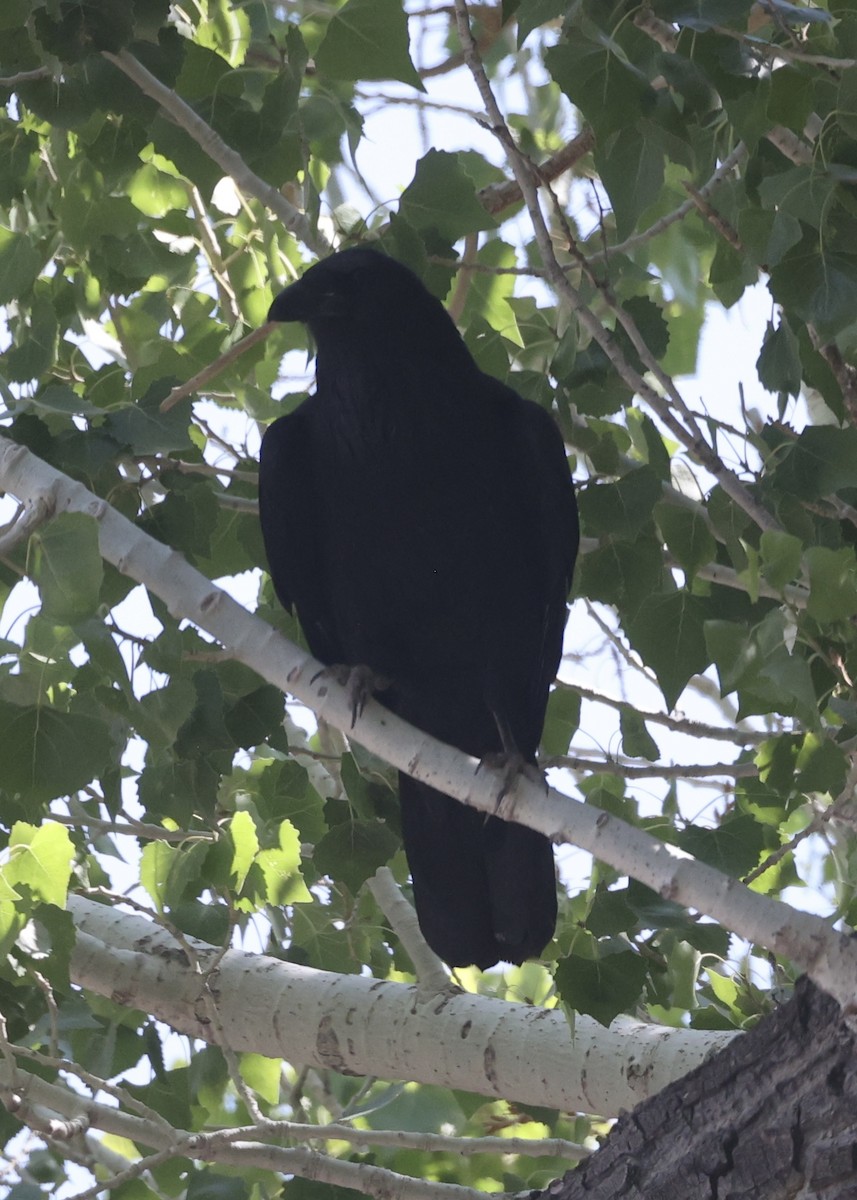 raven sp. - ML637815439