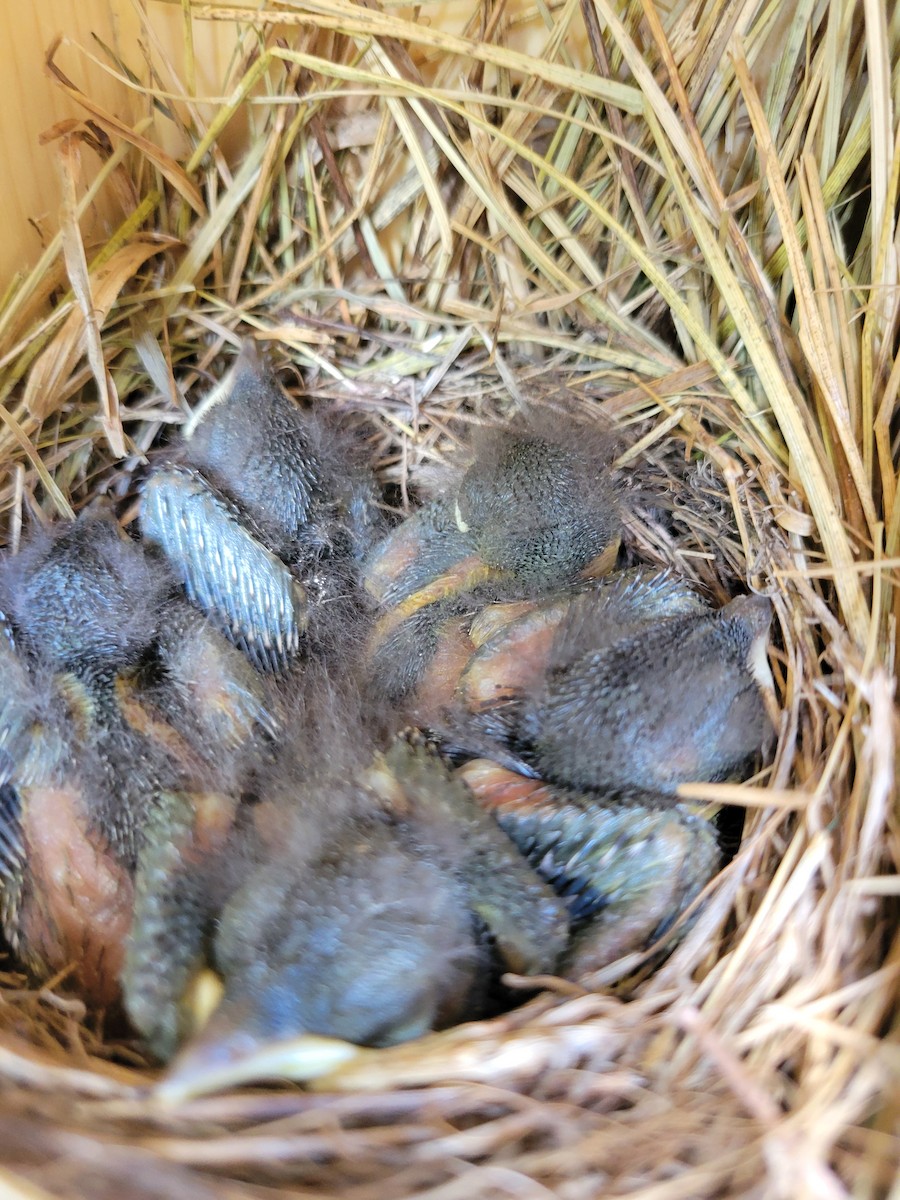 Eastern Bluebird - ML637815459