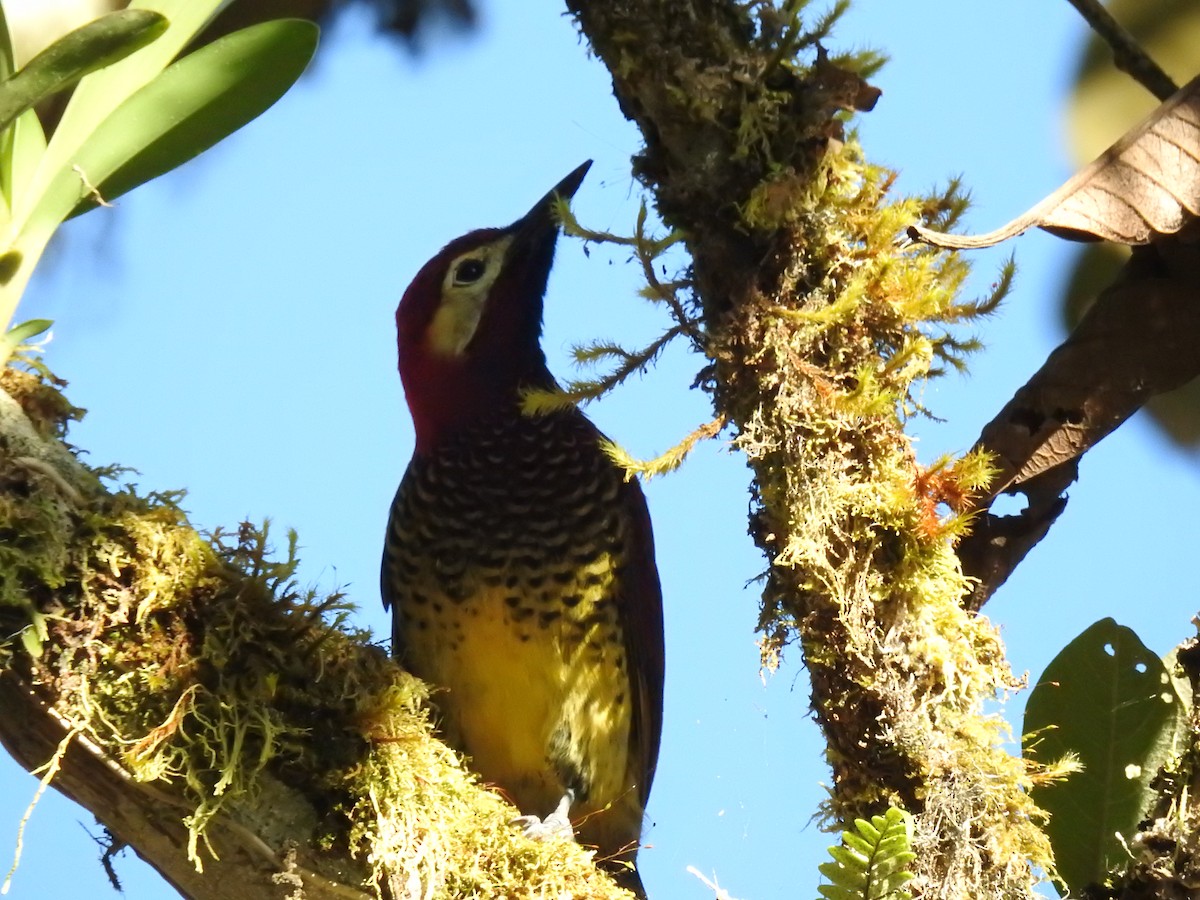 Crimson-mantled Woodpecker - ML637815478