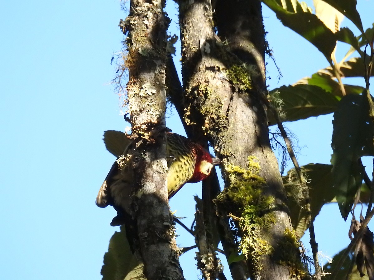 Crimson-mantled Woodpecker - ML637815479