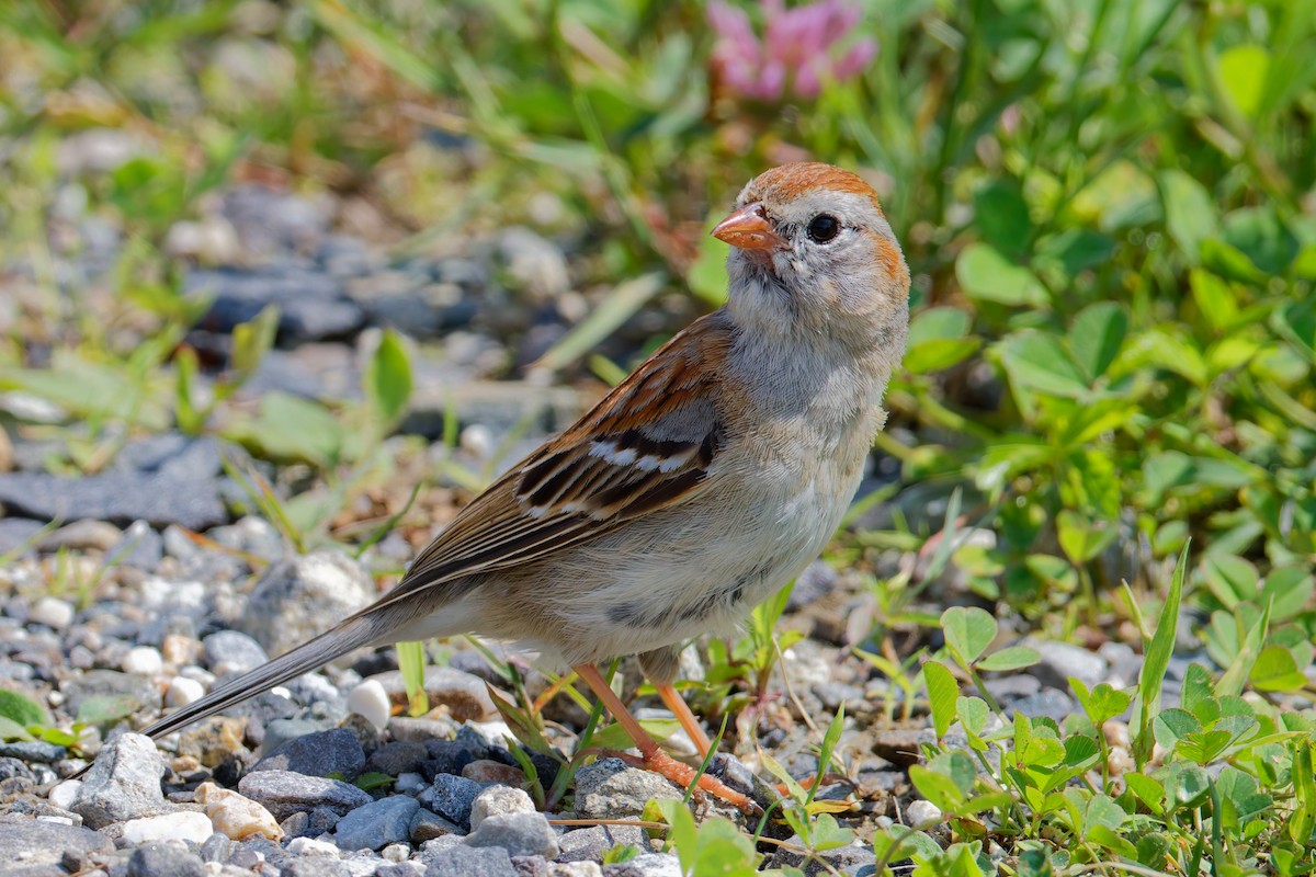 ヒメドリ - ML637815488