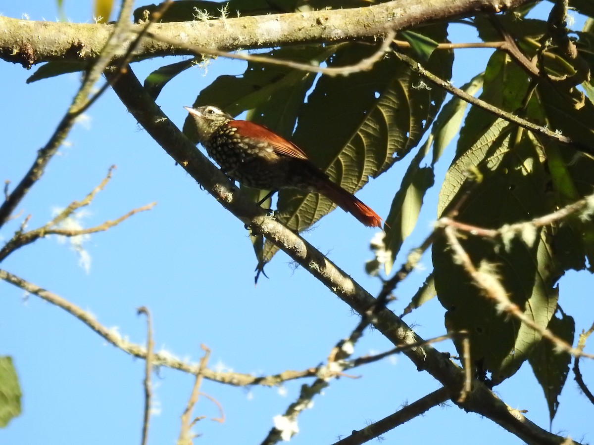 Pearled Treerunner - ML637815490