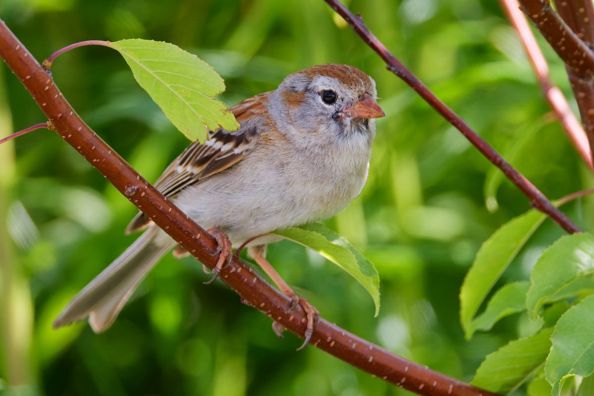 ヒメドリ - ML637815493