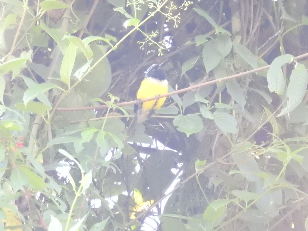 Buff-breasted Mountain Tanager (Buff-breasted) - ML637815498