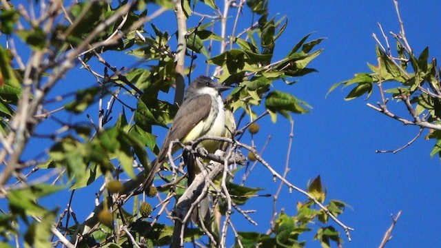 Thick-billed Kingbird - ML637815507