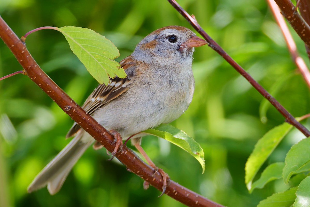 ヒメドリ - ML637815512