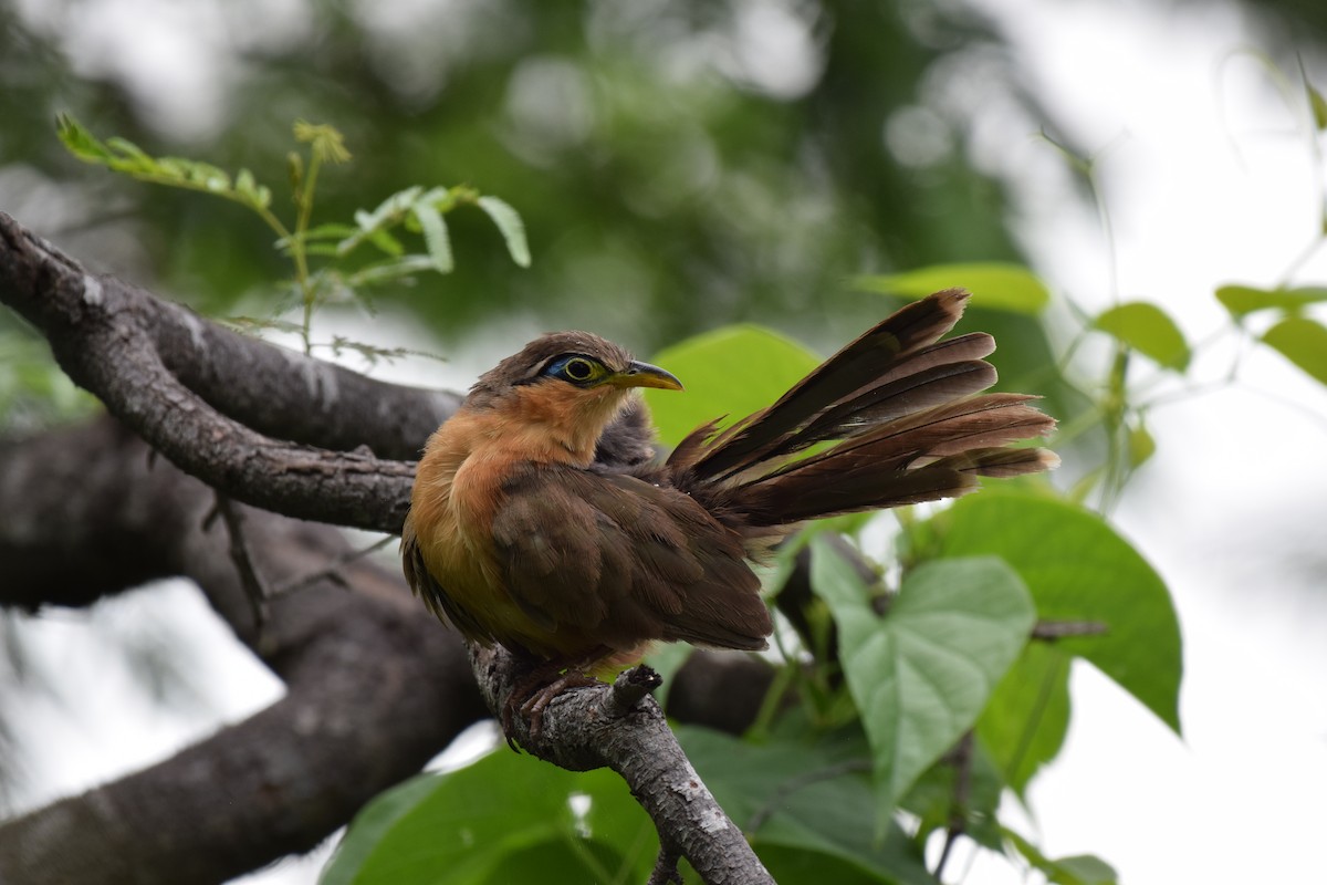 Lesser Ground-Cuckoo - ML637815575