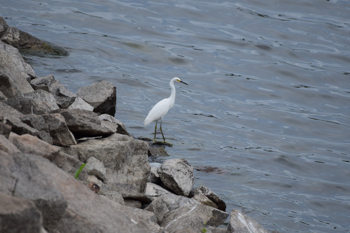Snowy Egret - ML637815579