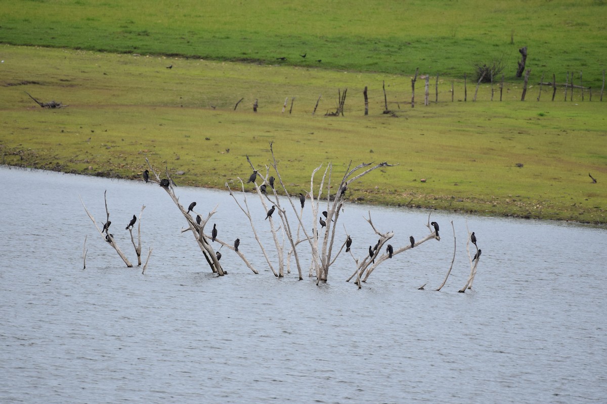 Neotropic Cormorant - ML637815594
