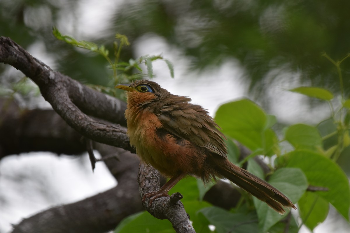 Lesser Ground-Cuckoo - ML637815603