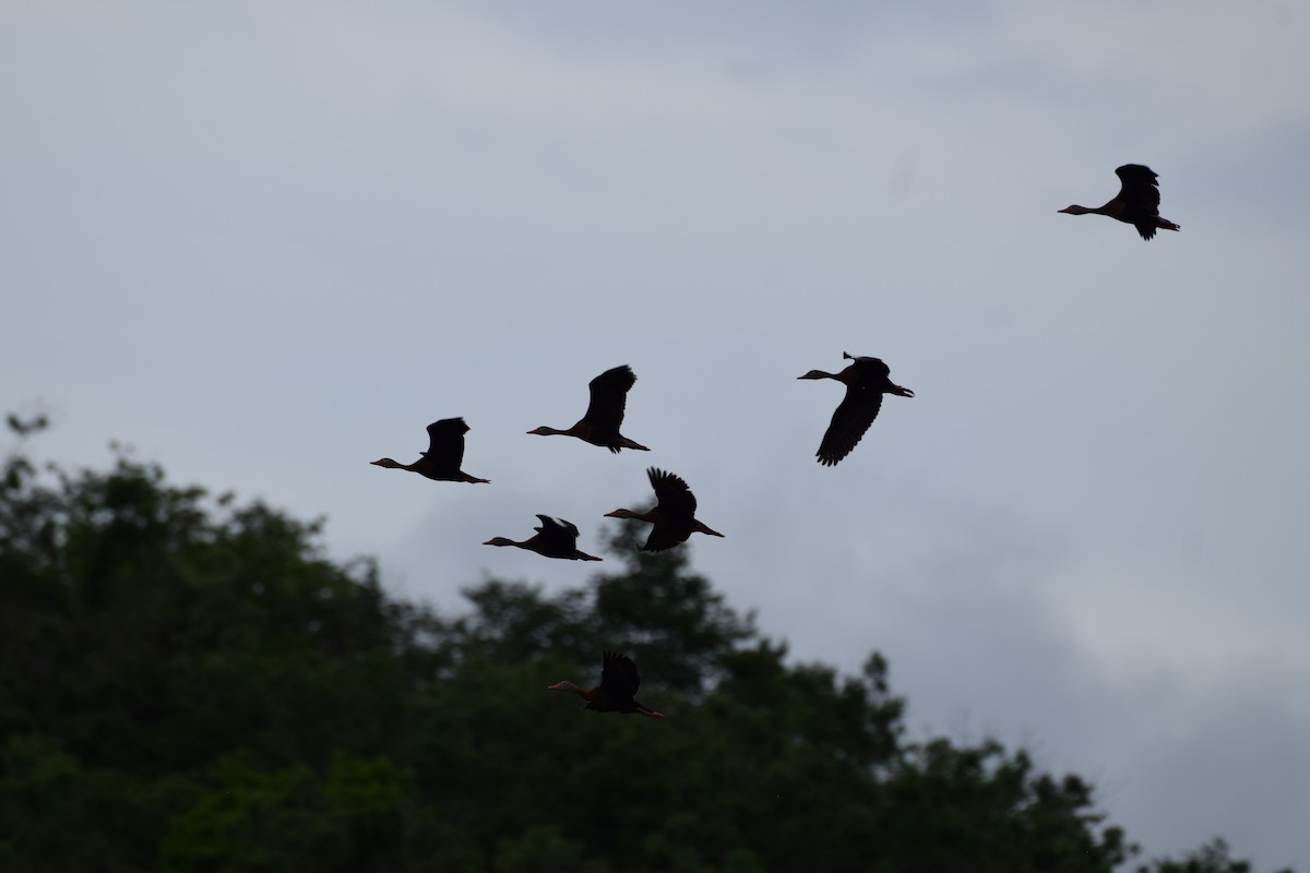 Black-bellied Whistling-Duck - ML637815610