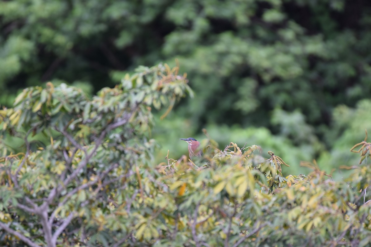 Green Heron - ML637815614